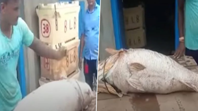 Rare Telia Bhola Fish Caught by Fisherman in Odisha, Sold For Whopping Rs 5 Lakh to Kolkata Company (Watch Video)