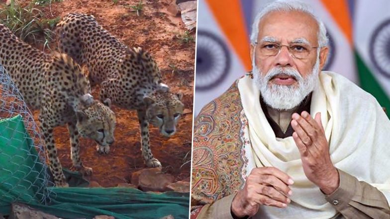 PM Narendra Modi Ecstatic As Two Cheetahs Released Into Bigger Enclosure for Further Adaptation of Kuno Habitat; Shares ‘Great News’ With Tweet (Watch Video)