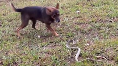 Uttar Pradesh: Brave Dog Saves Owner From Snake Attack in Mirzapur, Kills Reptile