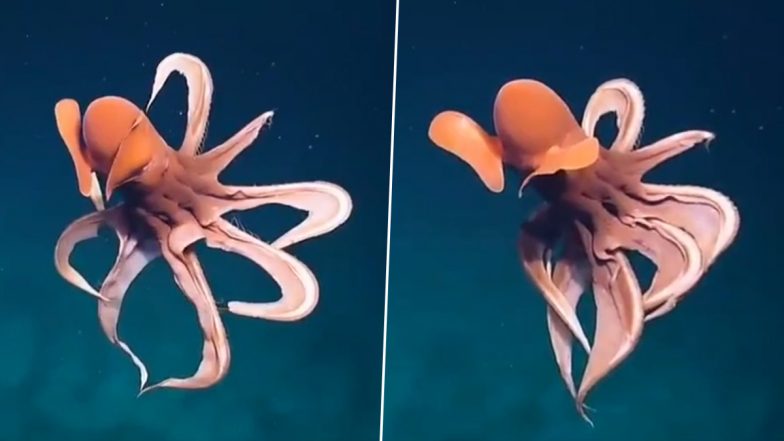 Octopus Forms 'Defensive Balloon' Using Its Arm To Protect Itself From Predators; Old Video Showing Creature's Bizarre Behaviour Goes Viral