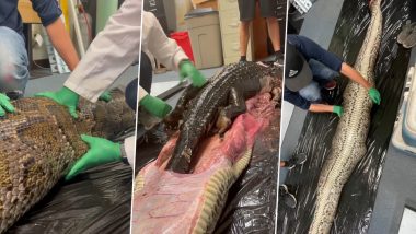 Inside a Snake's Gut! 5-Foot Long Alligator Gets Pulled Out of Stomach of Giant Burmese Python in Florida; Video of The Horrific moment Goes Viral