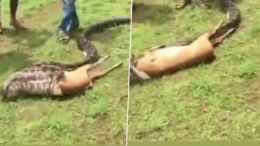 Unbelievable! Burmese Python Swallows a Whole Deer Within Seconds; Viral Video Will Trigger Your Fear of Snakes