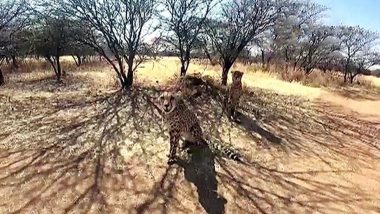 Cheetahs Get Quarantine Clearance, To Be Released in Kuno National Park; 2 Released in Acclimatisation Enclosure (Watch Video)