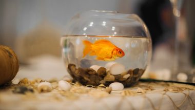 Man Wears Fishbowl With Goldfish In It Over His Head as He Walks Among Pedestrians During France's Route du Rhum Solo Sailing Race