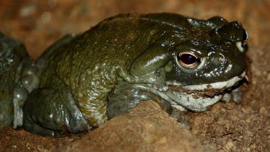 Toad-ally Terrifying! US National Park Service Warns Visitors To Stop Licking Sonoran Desert Toads To Get High; Here's Why