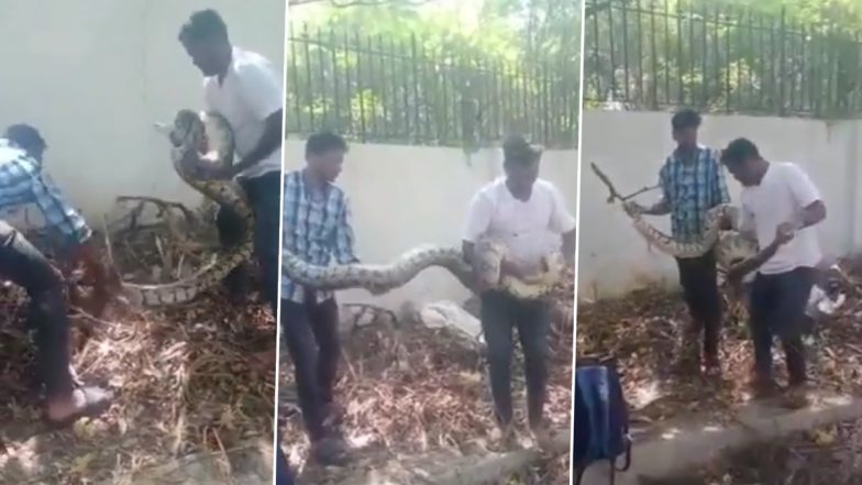 Viral Video: 14-Feet-Long Python Found in Secunderabad’s Rail Nilayam ...