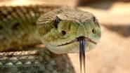 Tamil Nadu Shocker: Man Bitten by Poisonous Snake During Rituals on Astrologer's Advice, Loses Tongue in Erode