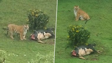 Video: Tiger Seen Feasting on its Prey Near Golf Course In Tamil Nadu's Ooty