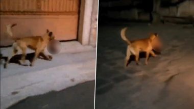 Horrifying Video: Dog Seen Running With Human Head in Mouth on Mexico Street (Graphic Content Warning)