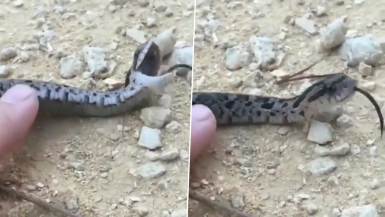Snake plays dead after being poked : r/aww