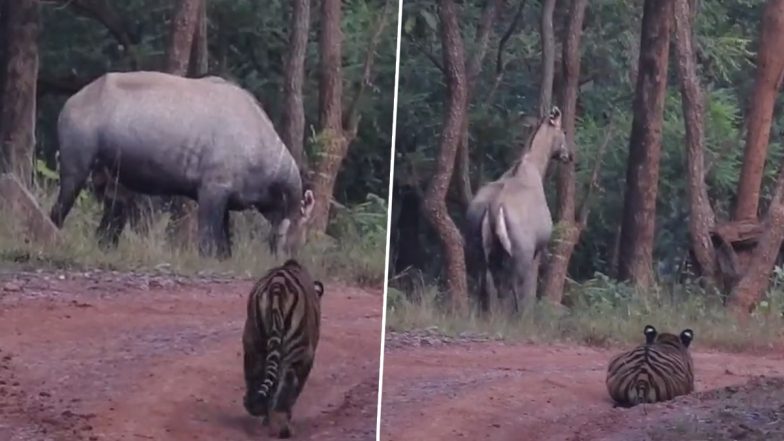 Tiger Loses Hide-and-Seek Battle With Nilgai at MP's Satpura National Park (Watch Video)