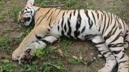 Uttarakhand: Tigress Found Dead in Buffer Zone of Corbett Tiger Reserve Near Almora