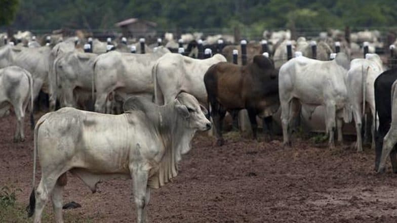 Cattle Transportation To Begin for Slaughtering To Meet Demands of Meat Industry in Goa
