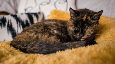 World's Oldest Living Cat is Flossie! The 26-Year-Old Feline from Southeast London is Deaf and Partially Blind; See Pic  