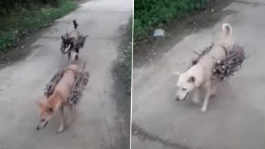 Man's Best Friend, Dog Carrying Fire Wood On Its Back To Help Owner In Odisha (Watch Video)