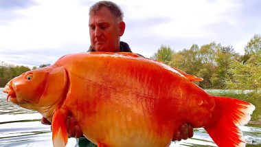 World's Largest Goldfish Caught in France? Monster-Size Orange Carp Fish Weighing 67 Pounds Caught By UK Fisherman, Likely to Enter Record Books! View Viral Pic