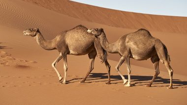 What Is Camel Flu? FIFA World Cup 2022 Fans in Qatar Vulnerable To Virus Deadlier Than Coronavirus, Know All About the Infection
