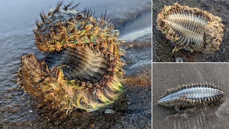 Fluorescent Green 'Alien' Object Discovered by Man on Portobello Beach; Viral Pic of The Bizarre Creature Will Leave You Befogged