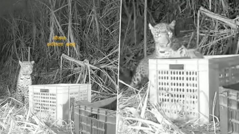 Heartwarming Reunion! Three Leopard Cubs Reunited with Mother in Maharashtra's Satara (Watch Video)