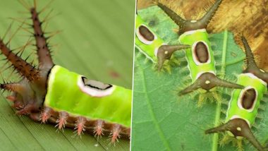 Touch Me Not Insect! Bizarre Saddleback Caterpillar Found in US Can Deliver a Dreadful Sting, Says Report