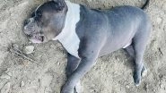 Dog Named Gabbar Sacrifices Life To Protect Owner in Jhansi, Fights and Kills Poisonous Snake Before Dying (See Pics)