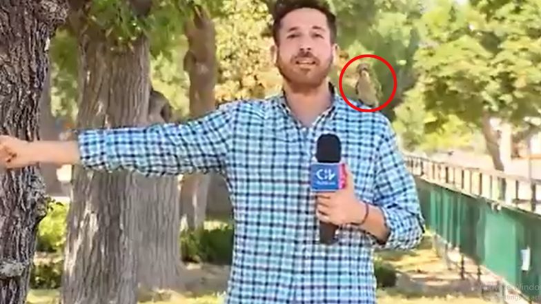 Parrot roba el auricular del periodista de televisión Nicolás Krumm durante un programa de crimen en vivo en Chile;  ver video divertido
