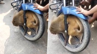 Monkey Gets Painfully Stuck in Front Wheel of Speeding Bike in Uttar Pradesh; Video Goes Viral 