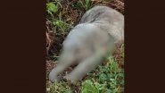 Assam: 3-Month-Old Wild Elephant Calf Found Dead in Jorhat; Probe Underway