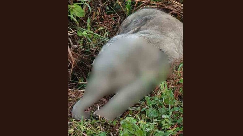 Assam: 3-Month-Old Wild Elephant Calf Found Dead in Jorhat; Probe Underway