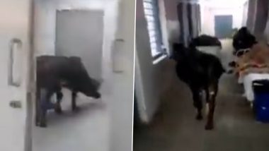 Viral Video: Cow Roams Freely Inside ICU Ward of Madhya Pradesh Hospital, Eats Medical Waste; Three Staff Suspended