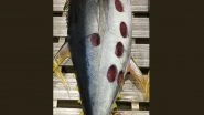 Bizarre Round-Shaped Wounds Spotted on&nbsp;Body of Large Tuna! Viral Pic of The Fish Found In Australia Will Give You The Creeps