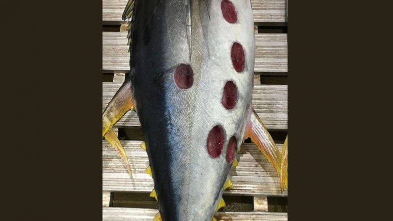 Bizarre Round-Shaped Wounds Spotted on Body of Large Tuna! Viral Pic of The Fish Found In Australia Will Give You The Creeps