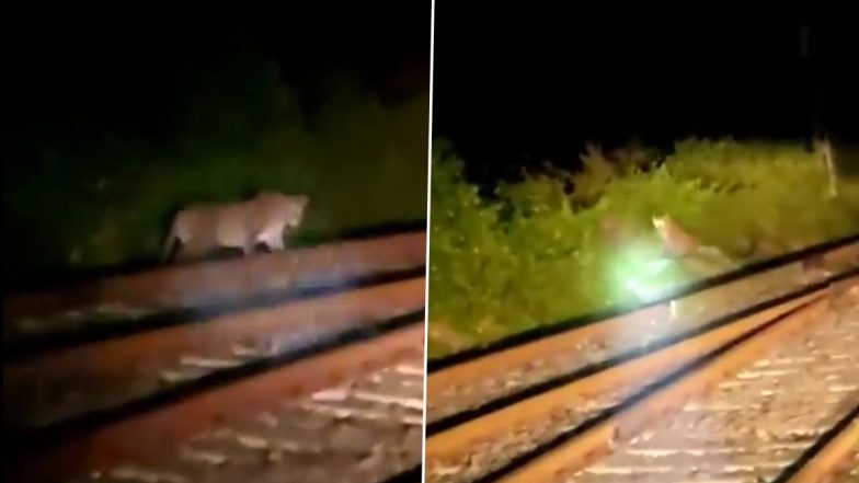 Leopard Spotted in Madhya Pradesh, Video of Wild Cat on Railway Tracks Creates Panic Among Locals