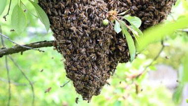 Uttar Pradesh Shocker: Bees Sting 70-Year-Old Farmer to Death in Pilibhit