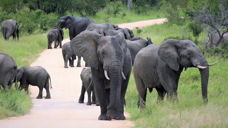 Karnataka: Wild Elephant ‘Steals’ Foodgrain From Godown in Hassan, Act Caught on CCTV Video