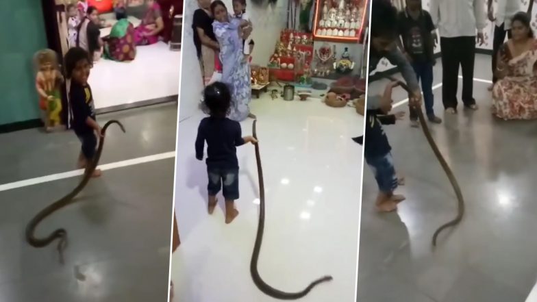 OMG! Toddler Wanders Around House Holding Giant Snake with Bare Hands, Leaves Family Members Screaming in Fear; Watch Viral Video