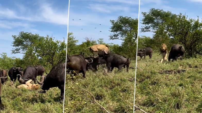 Herd of Buffaloes Attacks and Almost Tramples Down a Lone Old Lion in South Africa; Watch Viral Video 