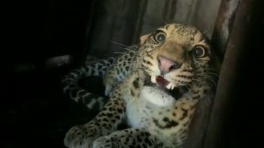 Video: Leopard Falls Into Open Well in Jakhori Village in Maharashtra’s Nashik; Rescued