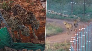 First Kill for 2 African Cheetahs Within 24 Hours of Release Into Larger Enclosure at Kuno National Park in Madhya Pradesh