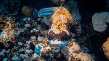 Science News | Study Unveils How Deep Sea Was Colonized by Ancient Fish