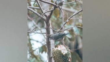 Science News | Study: Birds with Greater Intelligence Have More Self-control