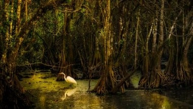 Science News | Socio-economic Factors Shown to Drive Mangrove Losses and Gains