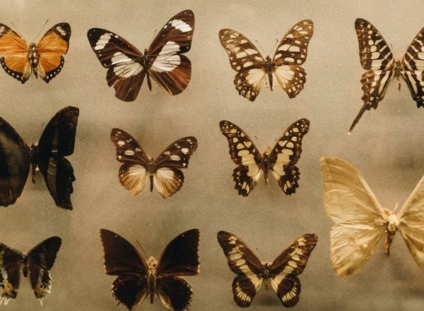 Science News | Researchers Find How Butterflies Retain Ancient Wing Patterns