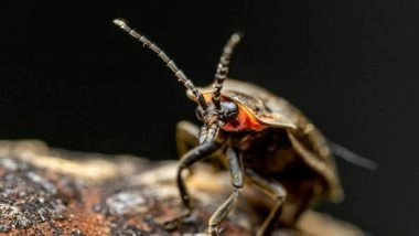 Science News | Researchers Explain How Some Fireflies Flash in Sync