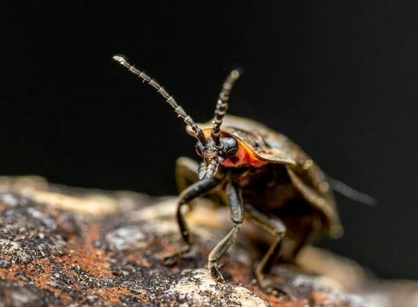 Science News | Researchers Explain How Some Fireflies Flash in Sync