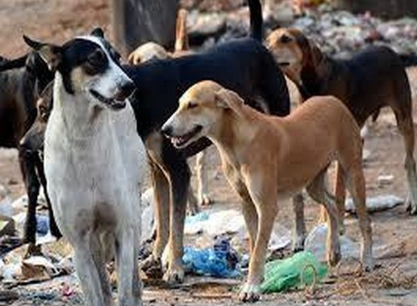 India News | Plea in SC Against Bombay HC Order over Guidelines on Stray Dog Feedings