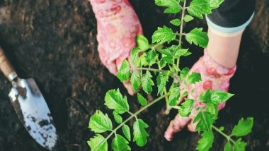 Science News | Research Suggests Plant Fibers Can Be Used for Sustainable Devices