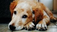 Science News | Dogs with Bone Cancer Can Be Treated Using 'click' Chemistry: Study