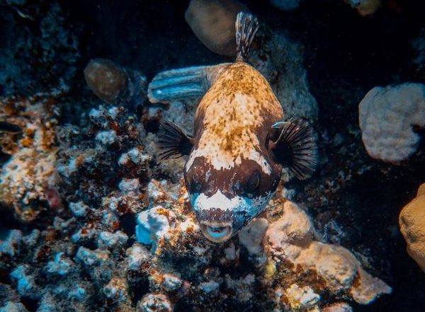 Science News | Study Suggests Fish's Quirky Behaviour Helps Them Estimate Swimming Direction, Speed