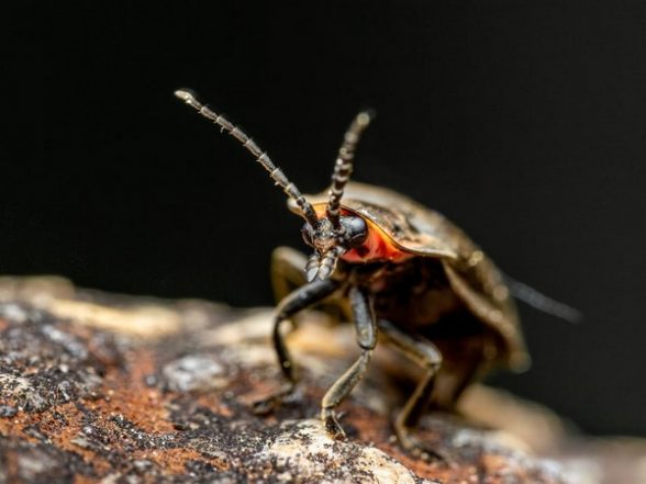 Science News | Entomologists Issue Warning About Effects of Climate ...